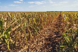 A field of corn photo