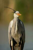 Grey heron in swamp. Bird behavior in natural habitat. photo