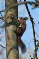 A red squirrel photo