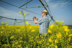 A farmer examining a rapeseed field photo