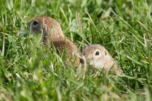 European ground squirrel photo