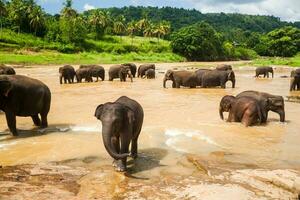 Group of elephants photo