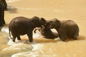 Cute elephants playing in the water photo