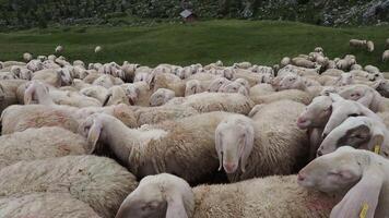 Herd of sheep photo