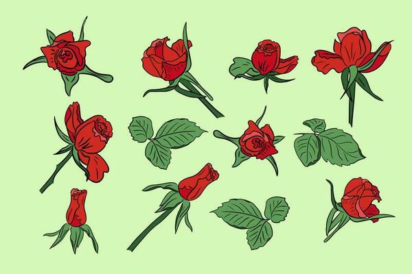Set of red hand drawn vector roses with leaves. Colored flowers and leaves with black outlines. Isolated illustration. Can be used as stickers, tatoo, pattern, background, wrapping paper, border