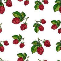 vector illustration of a seamless pattern raspberries with leaves on a white background