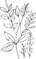 hand drawn botanical elements, vector