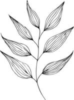 Set of vector hand-drawn botanical leaf, botanical line drawing,  wildflower botanical line art, leaf's vector art, Pencil realistic wild flower drawing, ink sketch isolated on white background,