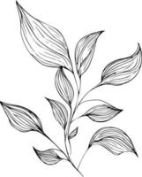 Botanical line drawing, leaf coloring page and books, monochrome vector sketch, botanical leaf sketch, botanical vector, botanical background with natural leaf collection, illustration pencil art.