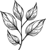 botanical vector illustration coloring page, simplicity, Embellishment, monochrome, vector art, Outline print with botanica leaf of branch, botanical leaves, and buds, minimalis botanical tattoo.