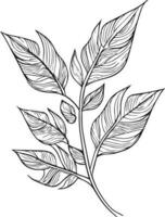 Botanical line drawing, leaf coloring page and books, monochrome vector sketch, botanical leaf sketch, botanical vector, botanical background with natural leaf collection, illustration pencil art.