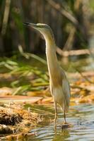 Grey heron in swamp. Bird behavior in natural habitat. photo