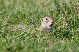 ardilla de tierra europea foto