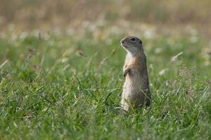 European ground squirrel photo