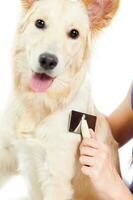 A woman taking care of her dog photo