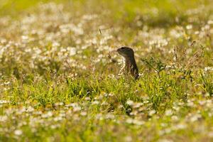 ardilla de tierra europea foto