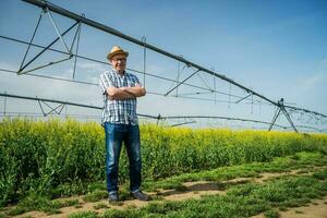 A farmer examining a rapeseed field photo