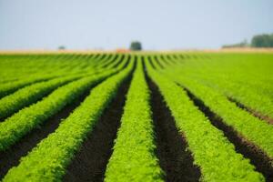 largo verde filas de profesionalmente cultivado Zanahoria foto