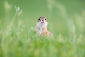 European ground squirrel photo