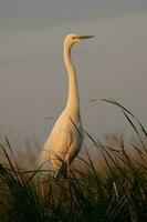 Grey heron in swamp. Bird behavior in natural habitat. photo