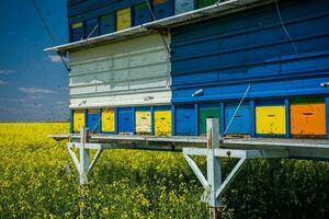 Oilseed rape field and beehives on a sunny day. photo