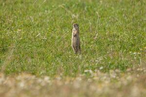 ardilla de tierra europea foto