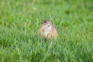 European ground squirrel photo