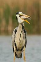 Grey heron in swamp. Bird behavior in natural habitat. photo