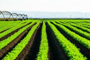 Long green rows of professionally cultivated carrot photo