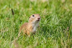 European ground squirrel photo