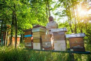 Beekeeper is examining his beehives photo