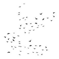 A flock of flying birds silhouette, flight in different positions. Hover, soaring, landing, flying, flutter. Isolated vector