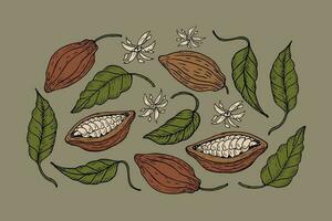 Cocoa. Hand drawn template of cocoa beans, leaves, cocoa tree. Parts of plants organic product. Design element, background. For cafe, shop, menu, cosmetic. For label, web, banner, logo, emblem. Vector