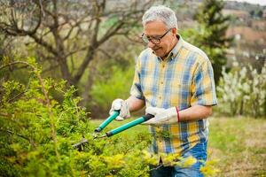 A senior man taking care of his garden photo