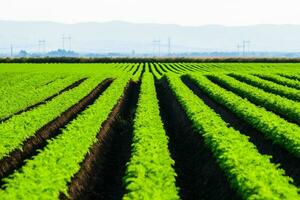 Long green rows of professionally cultivated carrot photo