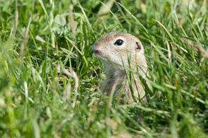 European ground squirrel photo