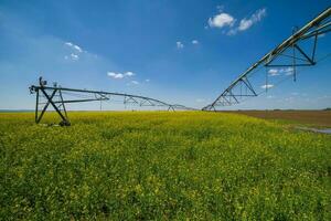 A rapeseed field photo