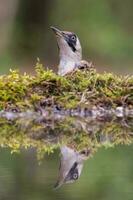 European green woodpecker, Picus viridis photo