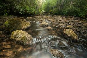 Scenic forest view photo