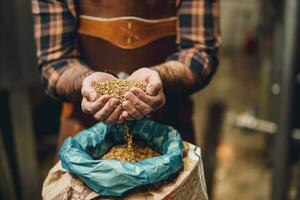 Master brewer examining the barley seeds before they enter production. photo
