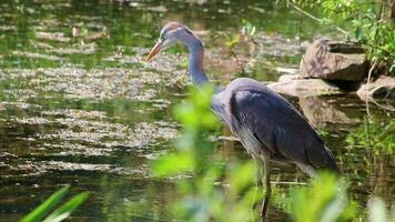 Young gray heron before take off hunting for animals at idyllic lake shore with long beak attentive hunting for amphibians by wading through wetland and pond for mice and rats as prey with clear view video