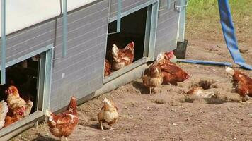 Granja de pollos de corral con aves de corral orgánicas y cría de pollos feliz que muestra gallinas felices corriendo libres en prados verdes con plumas marrones y cabezas rojas en una granja apropiada para especies de ganado doméstico video