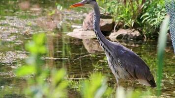 jong grijs reiger voordat nemen uit jacht- voor dieren Bij idyllisch meer kust met lang bek attent jacht- voor amfibieën door waden door wetland en vijver voor muizen en ratten net zo prooi met Doorzichtig visie video