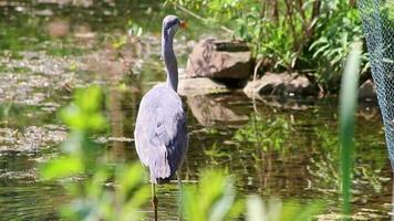 Young gray heron before take off hunting for animals at idyllic lake shore with long beak attentive hunting for amphibians by wading through wetland and pond for mice and rats as prey with clear view video