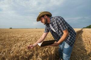 A farmer examining a wheat field photo