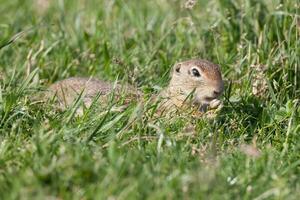 ardilla de tierra europea foto