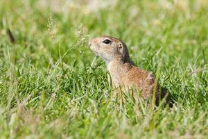 European ground squirrel photo