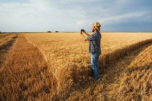 A farmer examining a wheat field photo