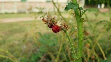 flores y frutas de cortar arboles vídeo gratis descargar video