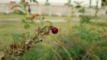 flores y frutas de cortar arboles vídeo gratis descargar video